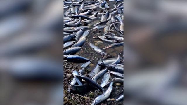 На Сахалине море выбросило на берег огромное количество сельди