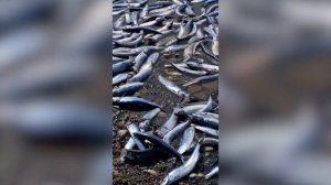 На Сахалине море выбросило на берег огромное количество сельди