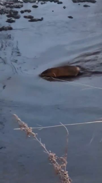 Ондатра проплыла мимо инспектора охотнадзора. Октябрьский район.