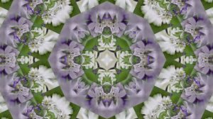 Футажи!!! Видеофоны!!! Футаж Сиреневая Феерия 3 от Киностудии Мудрого Кота Тимофея!!!