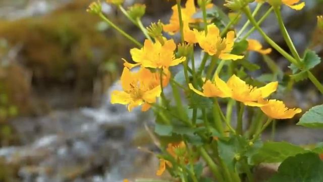 ПСАЛОМ 146 ИСЦЕЛЯЕТ ДУШУ