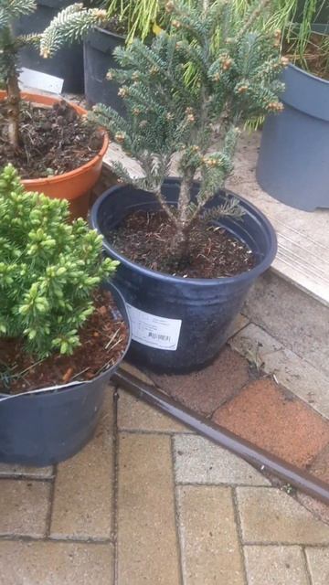 ❤🌲В ассортименте редкие хвойные растения
✔Продажа растений в макс и телеграм канале: Https://t.me/lo