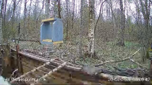 LIVE: На лесной опушке. Природа онлайн