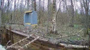LIVE: На лесной опушке. Природа онлайн