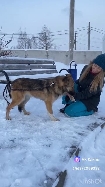 Пальта — собака, которая снова учится доверять