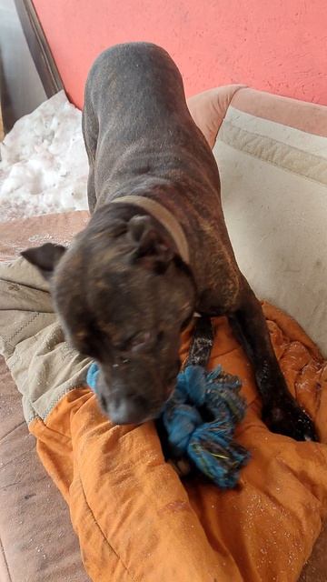 Якобс 22.02.2026 игрульки в выгульнике