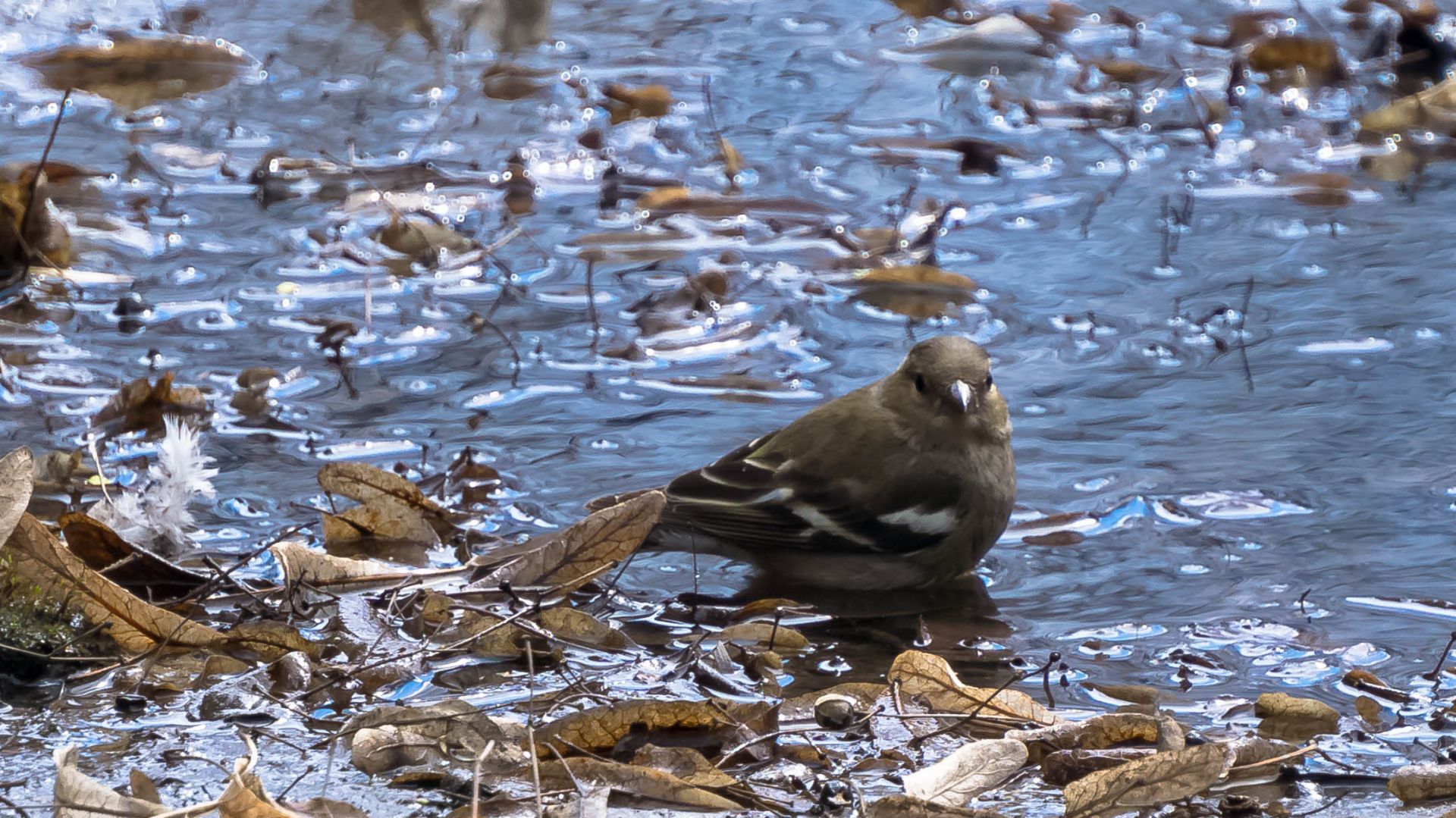 Зяблик-девочка купается в луже