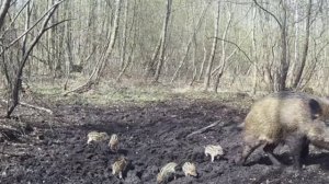 Маленькие кабанчики.