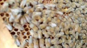 Двух маточная семья собранная по методу  Малыхина растет как на дрожжах.