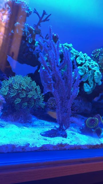 Акреихт, как хамелеон маскируется в горгонарии)