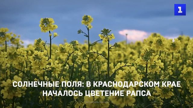 Солнечные поля: в Краснодарском крае началось цветение рапса
