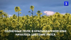 Солнечные поля: в Краснодарском крае началось цветение рапса