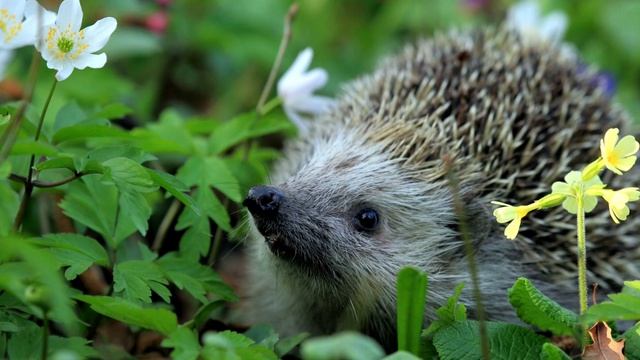 Ёж и Заяц. Аудиосказка. Л.Толстой. Читаем вслух.