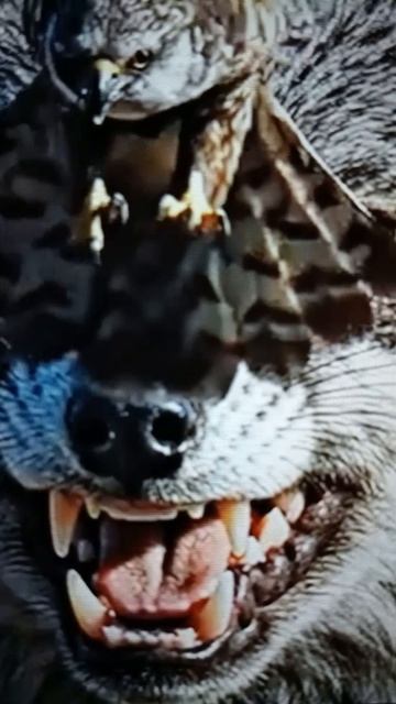 Беркут на охоте😳😮😯#Shorts