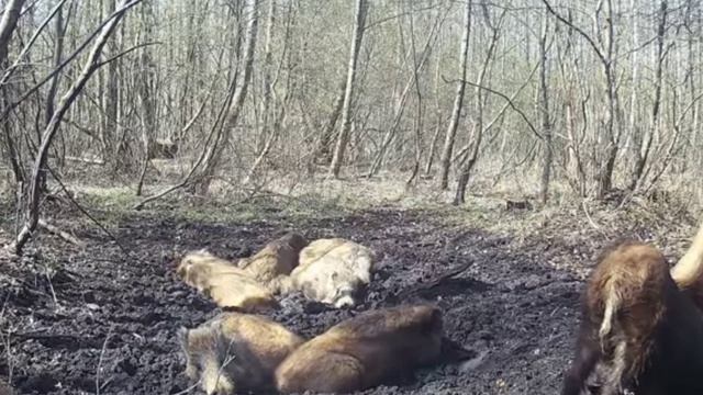 Фото ловушка