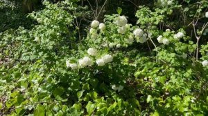 УЕХАЛИ В ГОРОД РЕУС. НЕОТЛОЖНОЕ ДЕЛО ТАМ . ПАРКИ