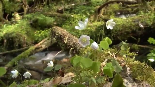 015▪️Пришла весна▪️Первые цветы▪️Футажи ▪️Красивая природа