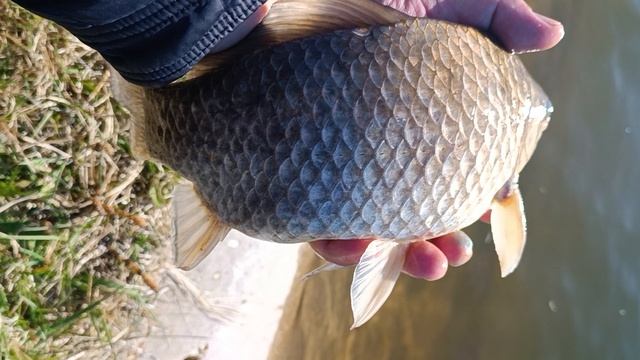 карась переселенец