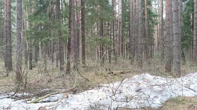 Как чудесно  поют птицы в лесу...