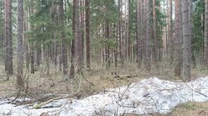 Как чудесно  поют птицы в лесу...