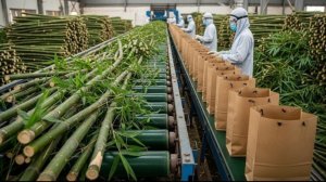 Увлекательное производство бумажных пакетов из бамбуковых стеблей.