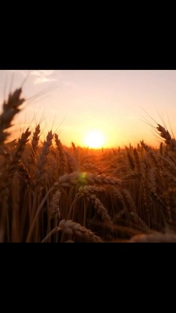 #пшеница #экология #пшеницаИПшеничныеПродукты #пшеница2023 #урожай #агрономия