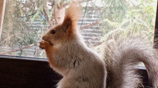 белка молодец