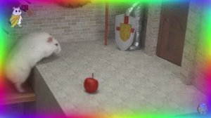 Милый хомячок исследует увлекательный лабиринт шаг за шагом. часть 1