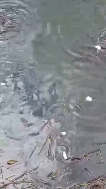 Рыбки в пруду проснулись! 🐟🌸❤️