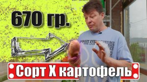 3 суперсорта картофеля, которые я посажу в этом году (до 670 г!)