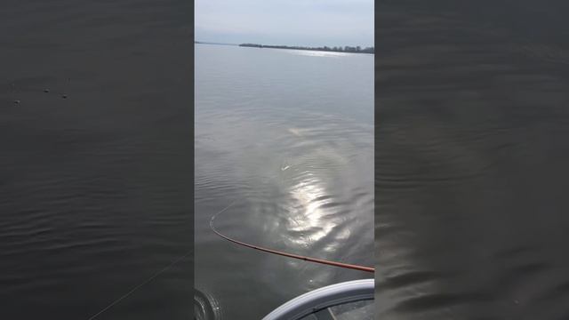 ВЕСЕННИЙ СОМ НА ДЖИГ