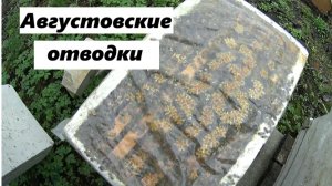 Прошлогодние отводки поехали на медосбор.