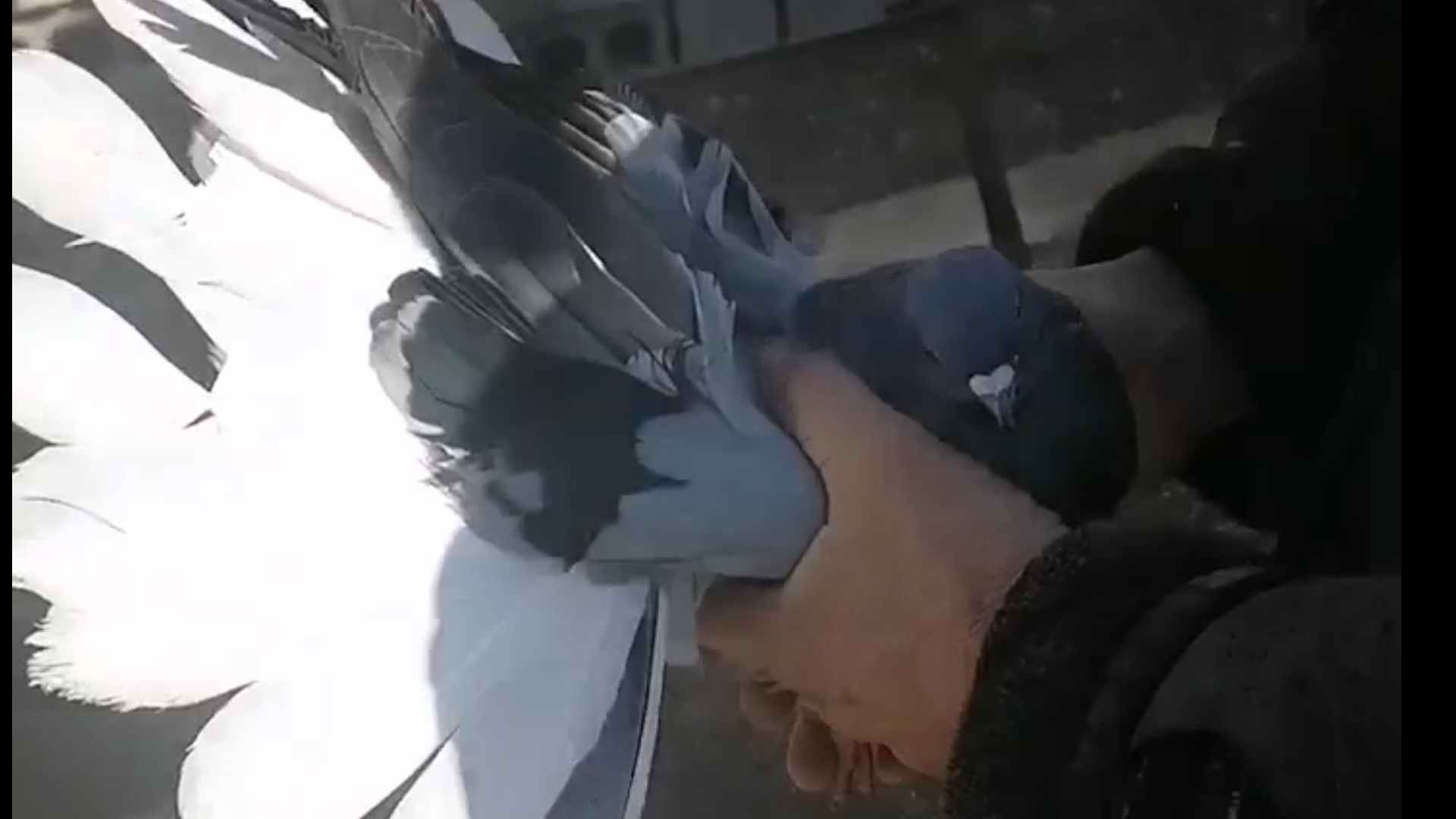 Рогокрылые.