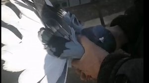 Рогокрылые.