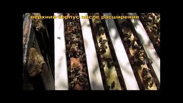 весеннее расширение пчелосемей одной вощиной, без использовании суши - часть 2 ( видео из архива )