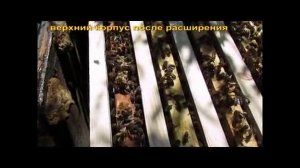 весеннее расширение пчелосемей одной вощиной, без использовании суши - часть 2 ( видео из архива )