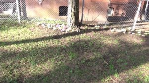 Дела на Лесной не заканчиваются. Славины блины. Карниз в беседку, примулы и другое...