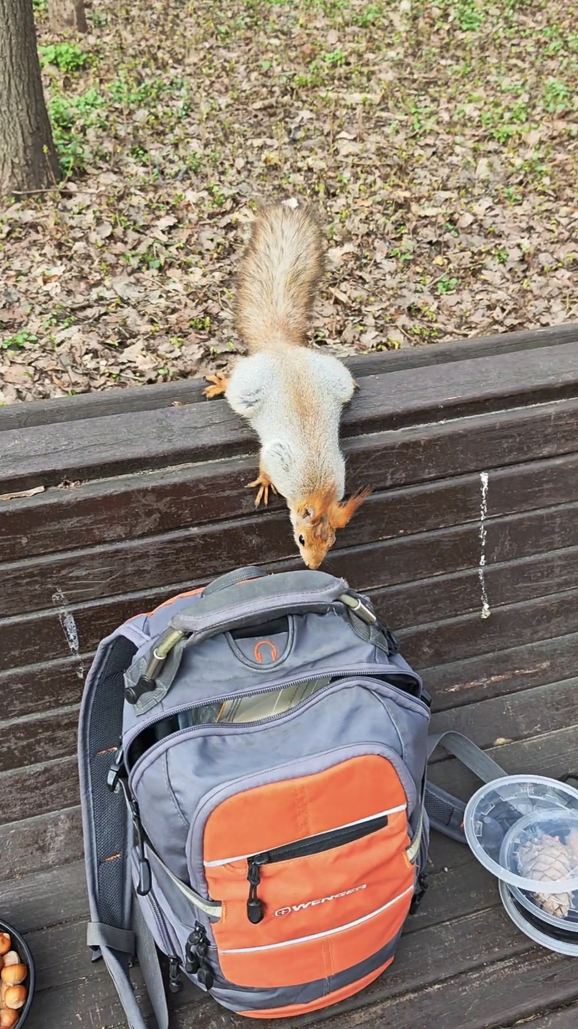 Весенние белочки в парке / Spring Squirrels In The Park 🐿️ #белки #squirrel
