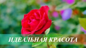 Стать красивой. Усилитель женской красоты | Саблиминал