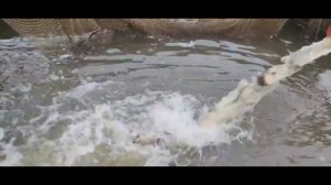 Зарыбление карпом