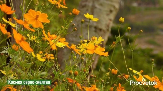 ЦВЕТУЩАЯ ВСЕ ЛЕТО КЛУМБА И БЕЗ ВСЯКИХ УСИЛИЙ! Просто посейте эти цветы в апреле-мае сразу в грунт!