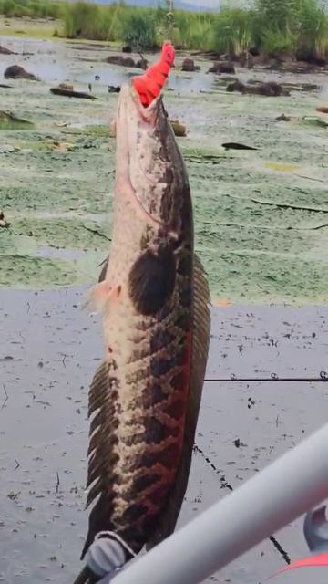 Змееголов на лягушку 80 мм 25 гр №9 от Mr.Musurok 🔥