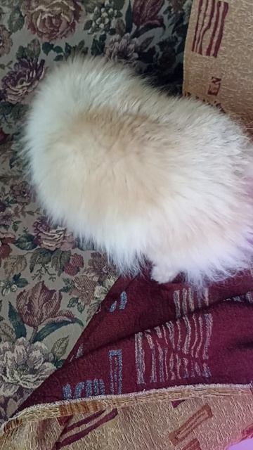 Кетти прячется 😀