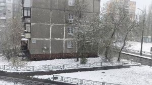 Конец апреля, а снегом может завалить. Бедные листочки. Нижний Новгород.