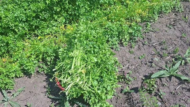 ТАКОЙ петрушки у меня еще не было! 🔥 Срезаю, мою, морожу / Дела огородные