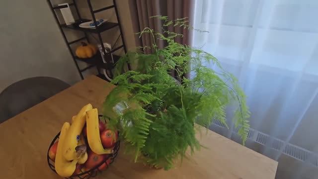 Коля Сытник- Купил Новое Растение! Нашел Алюминевую Полку !Заехал На Обед В Новус