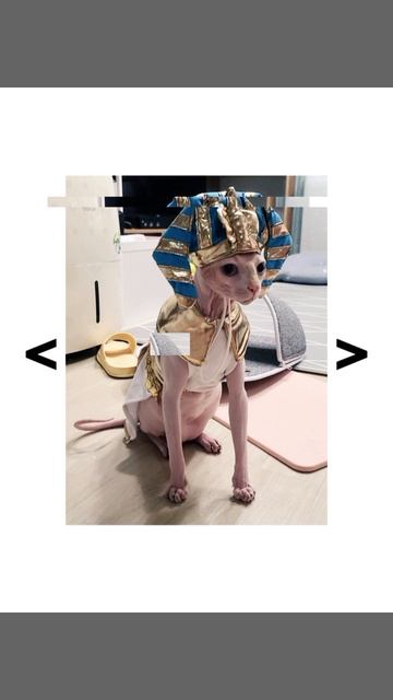 ✨😻the Best Sphinx Edit