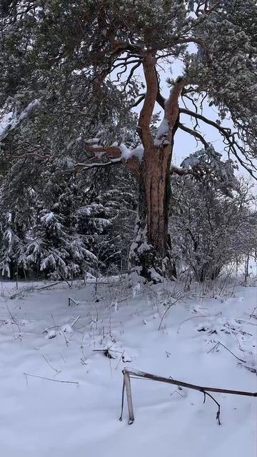 Зима вернулась, работа встала. Любуемся природой
