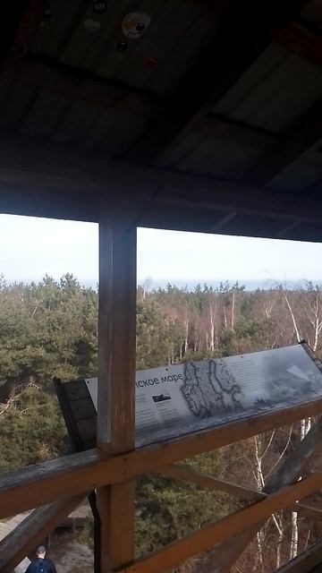 Куршкая коса