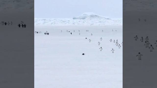 Пингвины, но ускоренные в пять раз